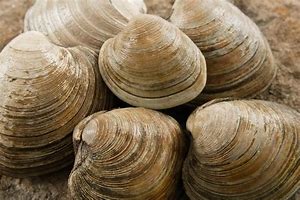 clam up